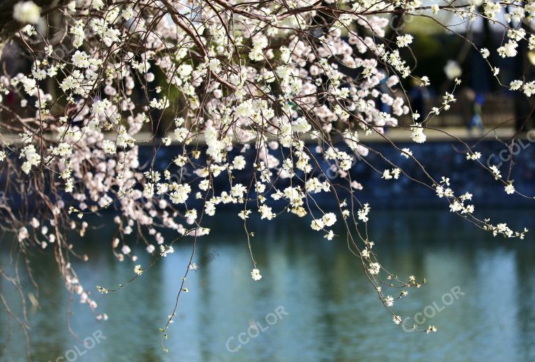 植物花卉：颐和园西堤的桃花盛开